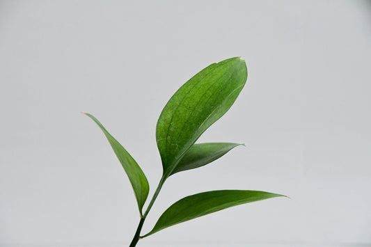 India-s-Nutraceutical-Trends-April-May-2025-How-Absowell-Is-Leading-the-Plant-Based-Revolution Absowell